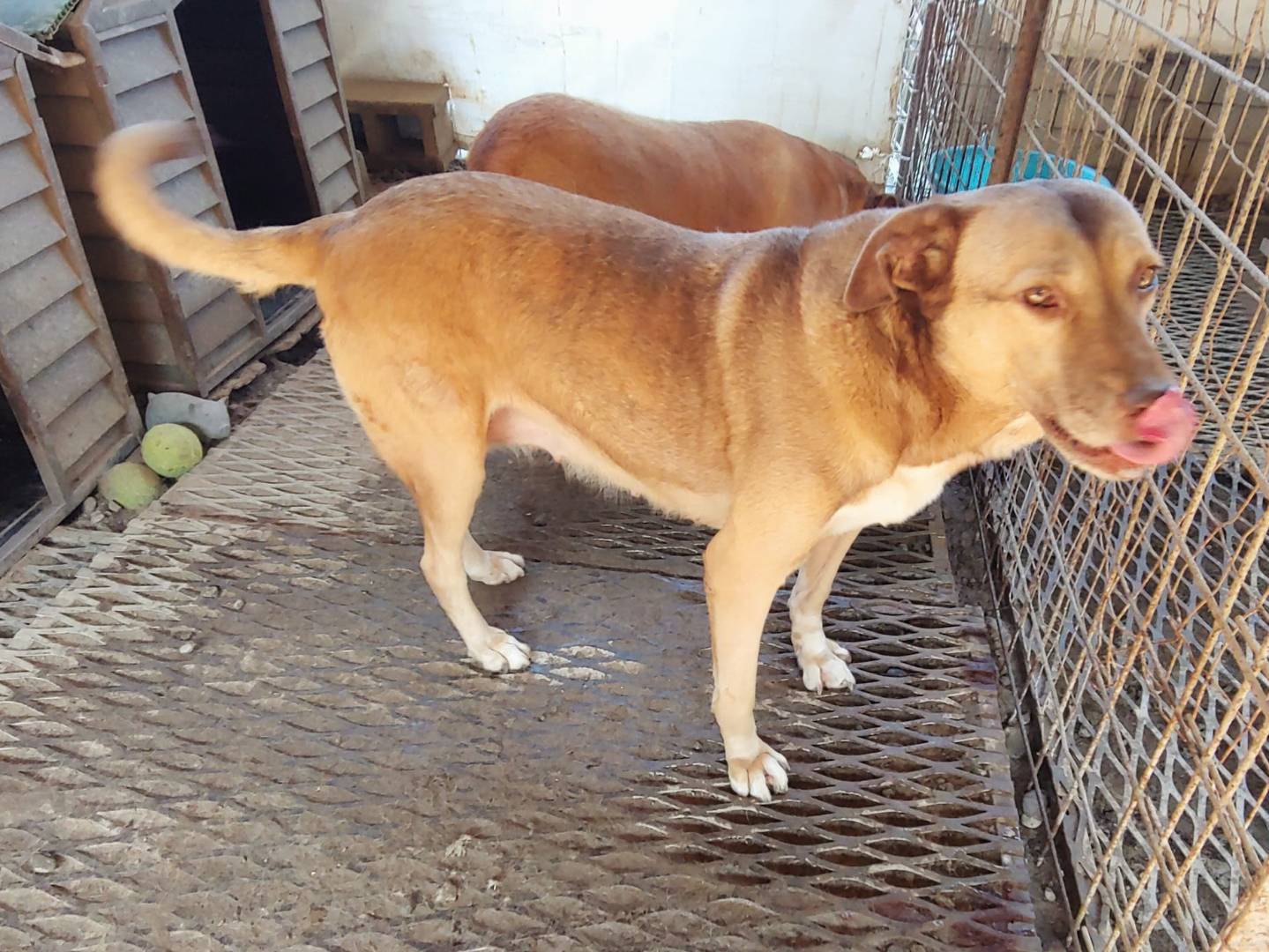 Adotta un cane, femmina, 11 anni  e 11 mesi , Messina