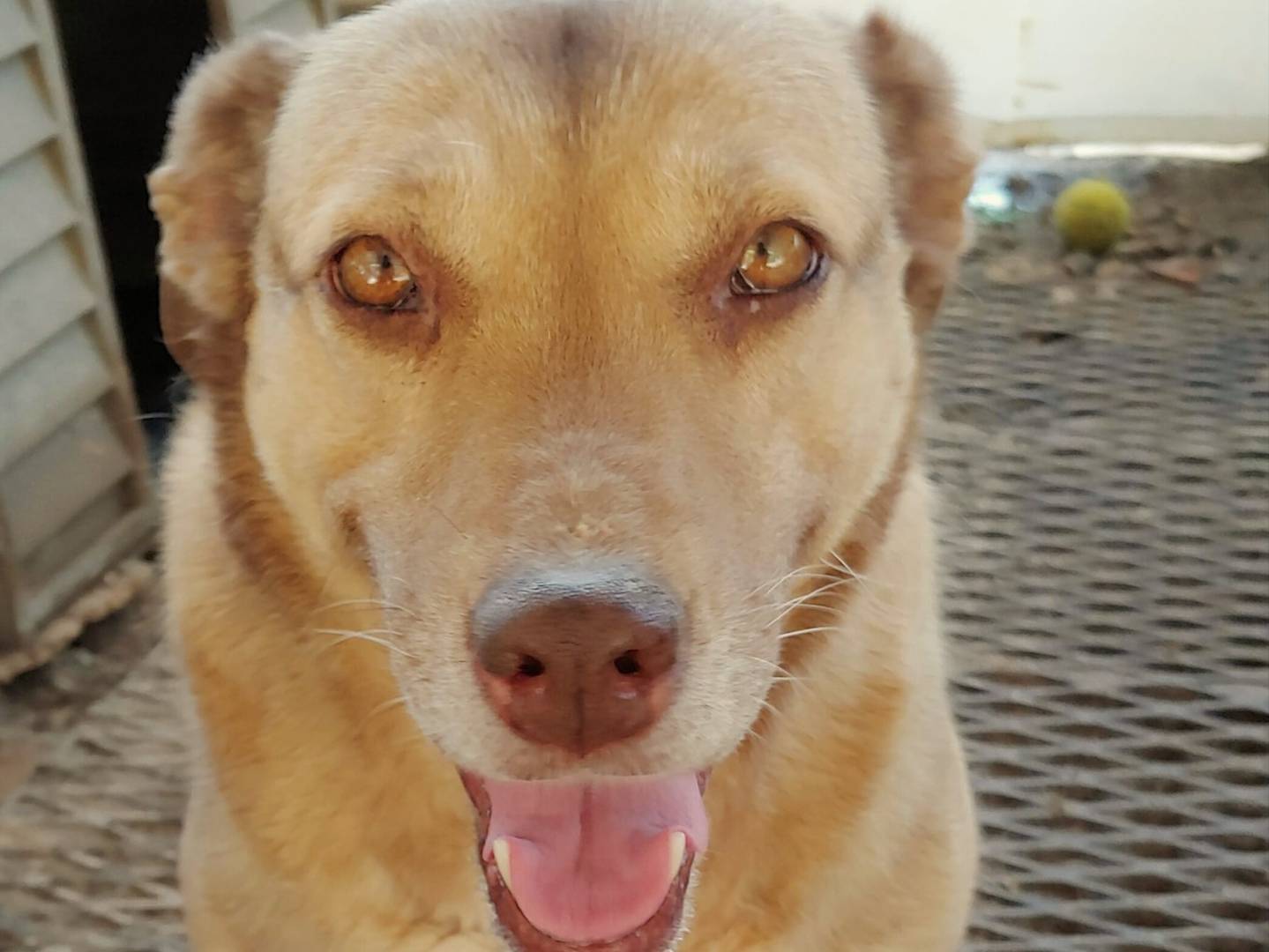 Adotta un cane, taglia media, femmina, Messina