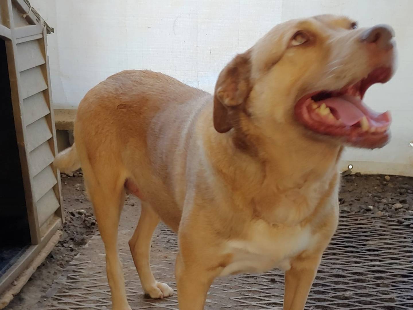 Vuoi adottare un cane a Messina?
