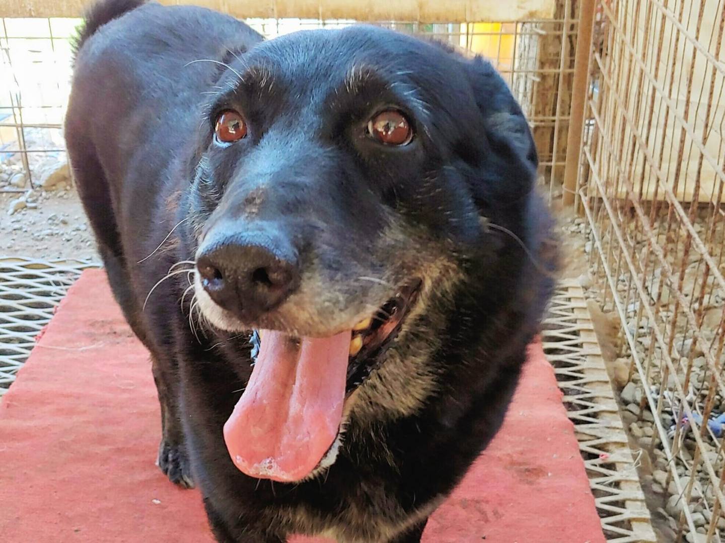 Adotta un cane, taglia media, femmina, Messina