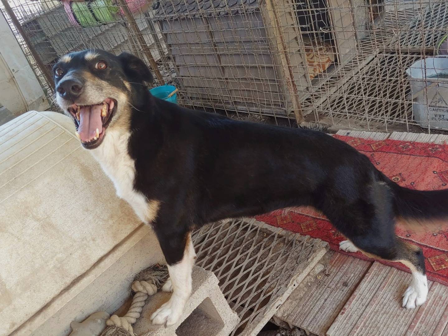 Foto dell'animale