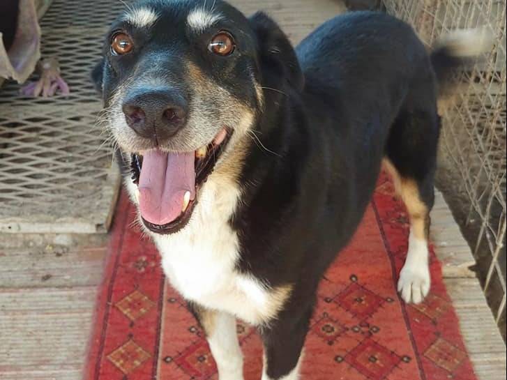 Adotta un cane, femmina, 12 anni  e 1 mese, Messina