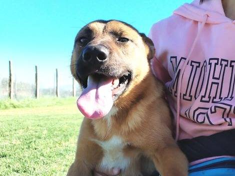 Adozione cane, maschio, meticcio, 2 anni  e 8 mesi , taglia media, Latina