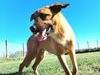 Adotta un cane, maschio, 2 anni  e 8 mesi , Latina