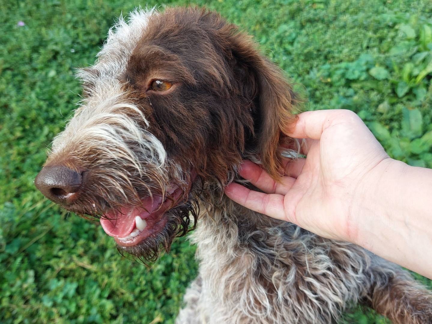 Vuoi adottare un cane a Viterbo?