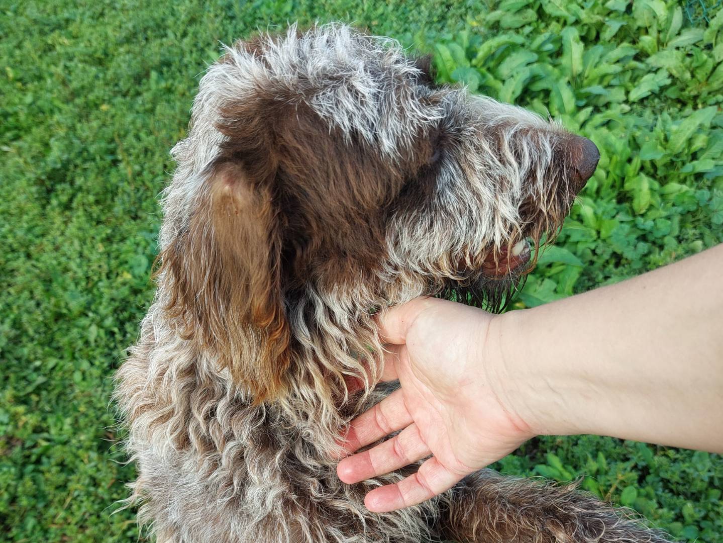 Adotta il cane Lolita a Viterbo