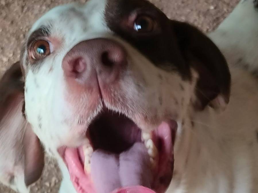 Adotta un cane, maschio, 8 anni  e 9 mesi , Napoli