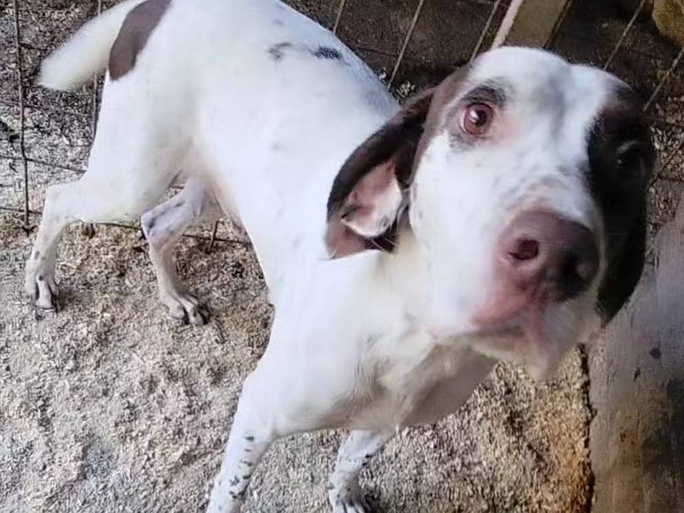 Adotta un cane, taglia media, maschio, Napoli