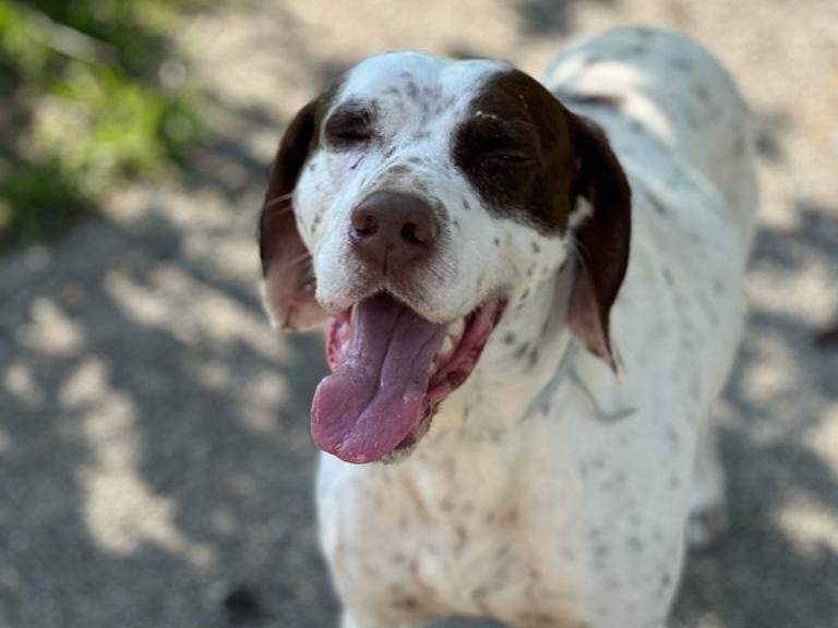 Vuoi adottare un cane a Napoli?