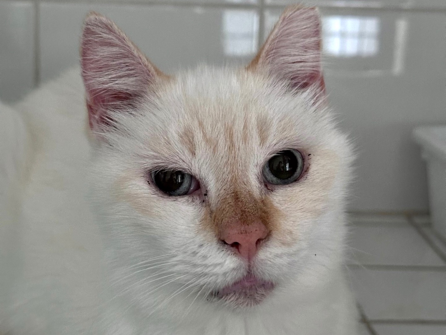 Adozione gatto, maschio, meticcio, 13 anni  e 10 mesi , taglia non valida, Roma