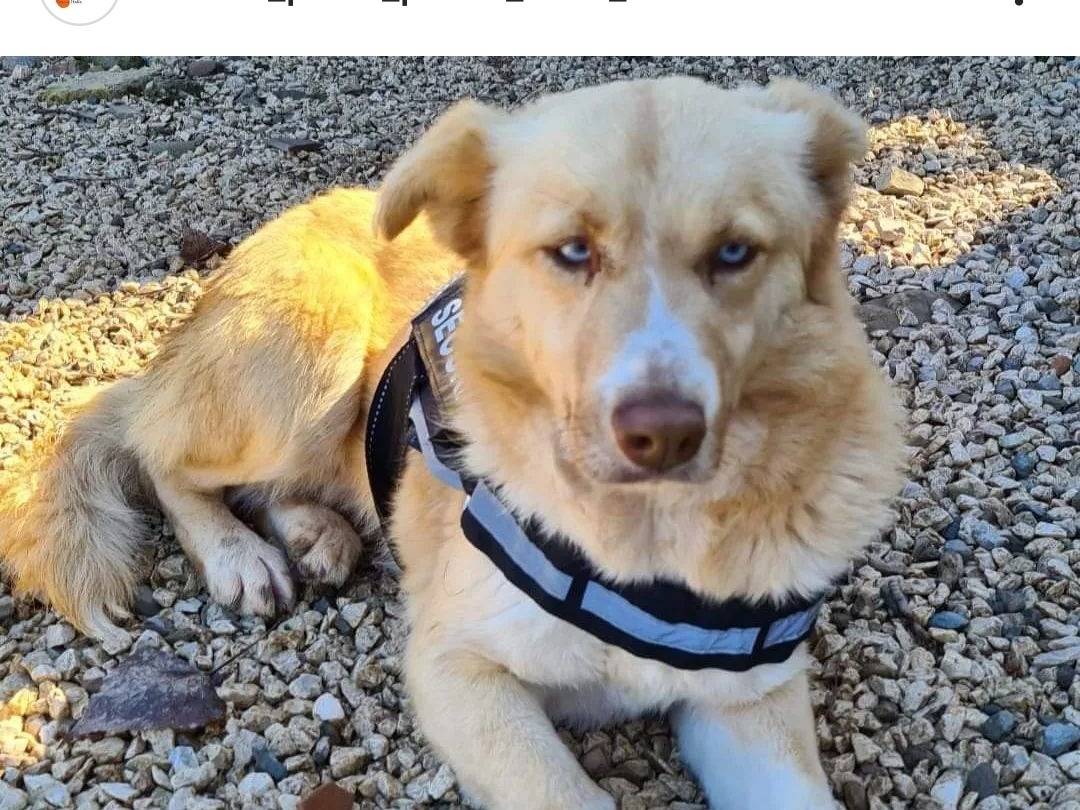 Adotta un cane, femmina, 7 anni  e 8 mesi , Benevento