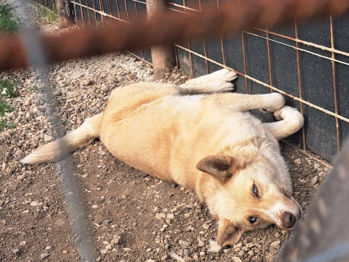 Adotta un cane, taglia media, femmina, Benevento