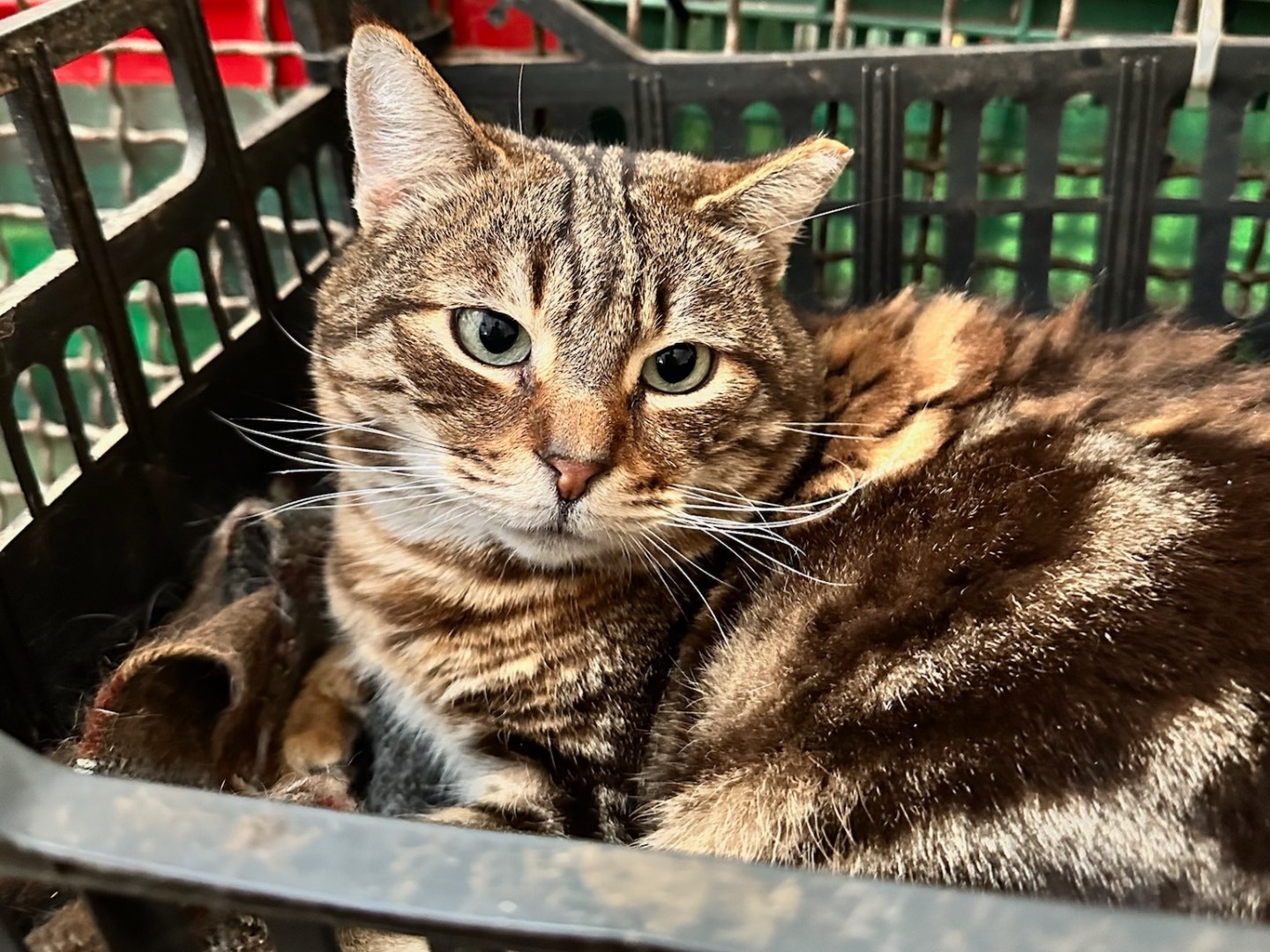 Foto dell'animale