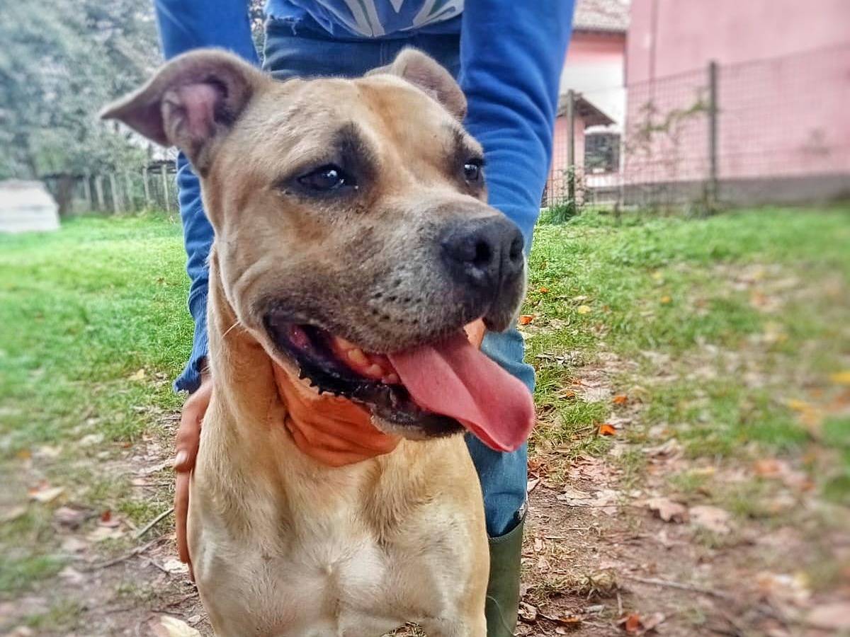 Adozione cane, maschio, meticcio, 7 anni e 1 mese, taglia media, Pavia