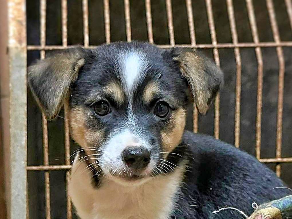 Adozione cane, femmina, meticcio, 2 anni e 2 mesi, taglia media contenuta, Crotone