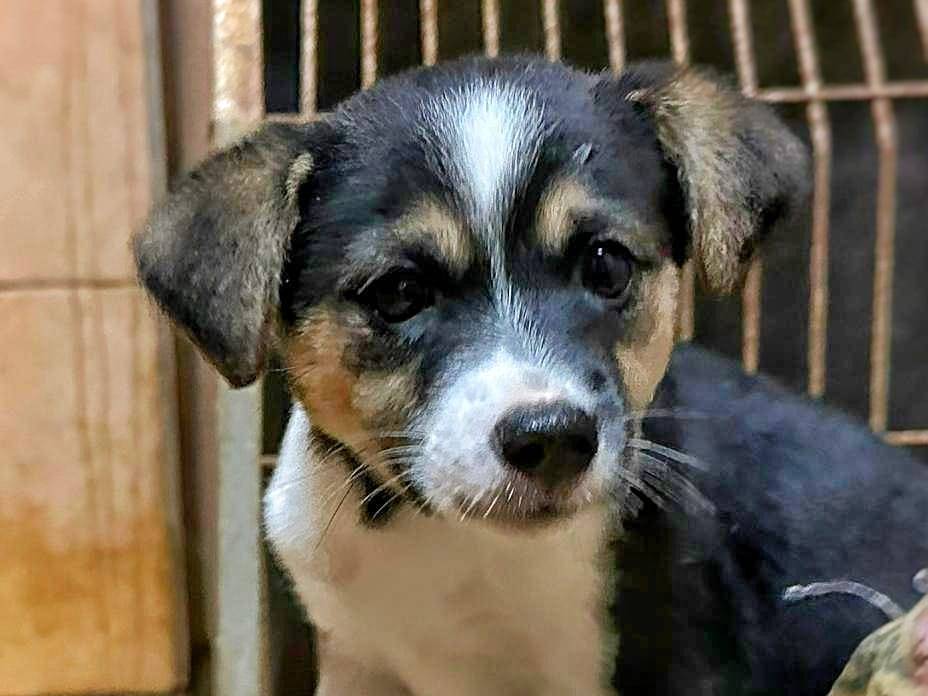 Adotta un cane, femmina, 2 anni e 2 mesi, Crotone