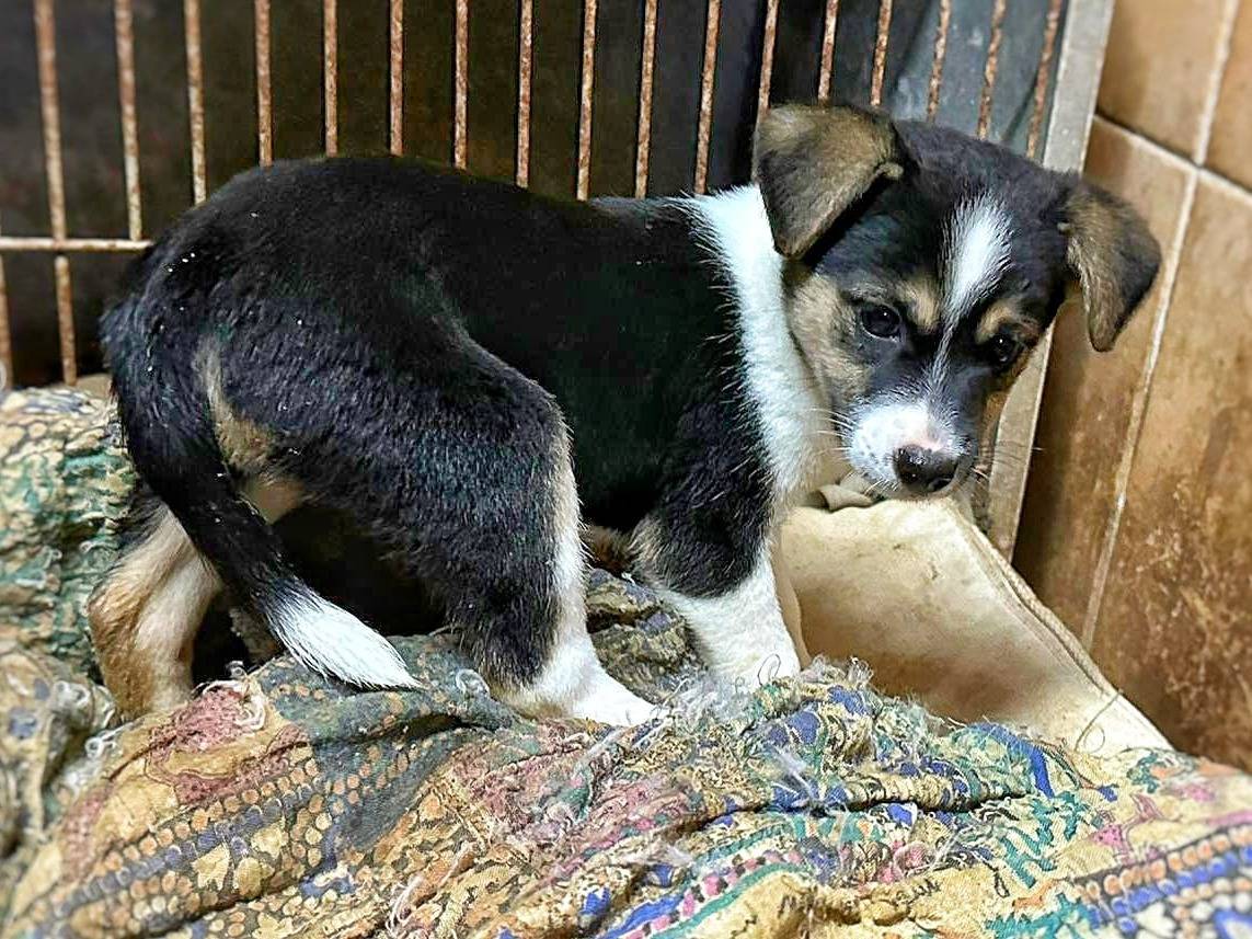 Adotta il cane NAMI  a Crotone