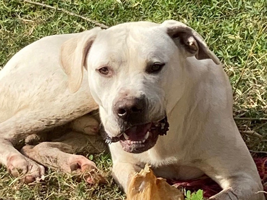 Adotta un cane, taglia gigante, femmina, Pisa