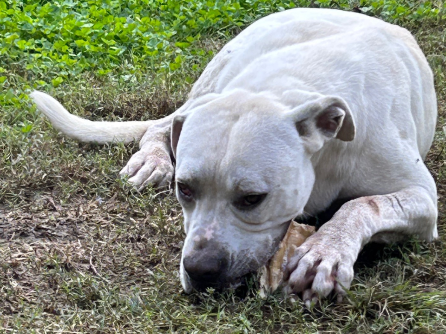 Adotta il cane Teppei a Pisa