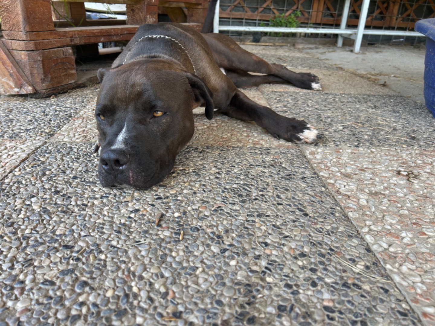 Adotta un cane, maschio, 5 anni  e 11 mesi , Pisa