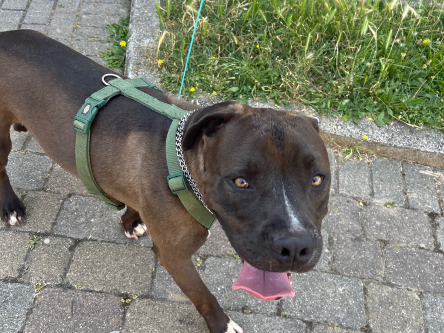 Adotta un cane, taglia grande, maschio, Pisa