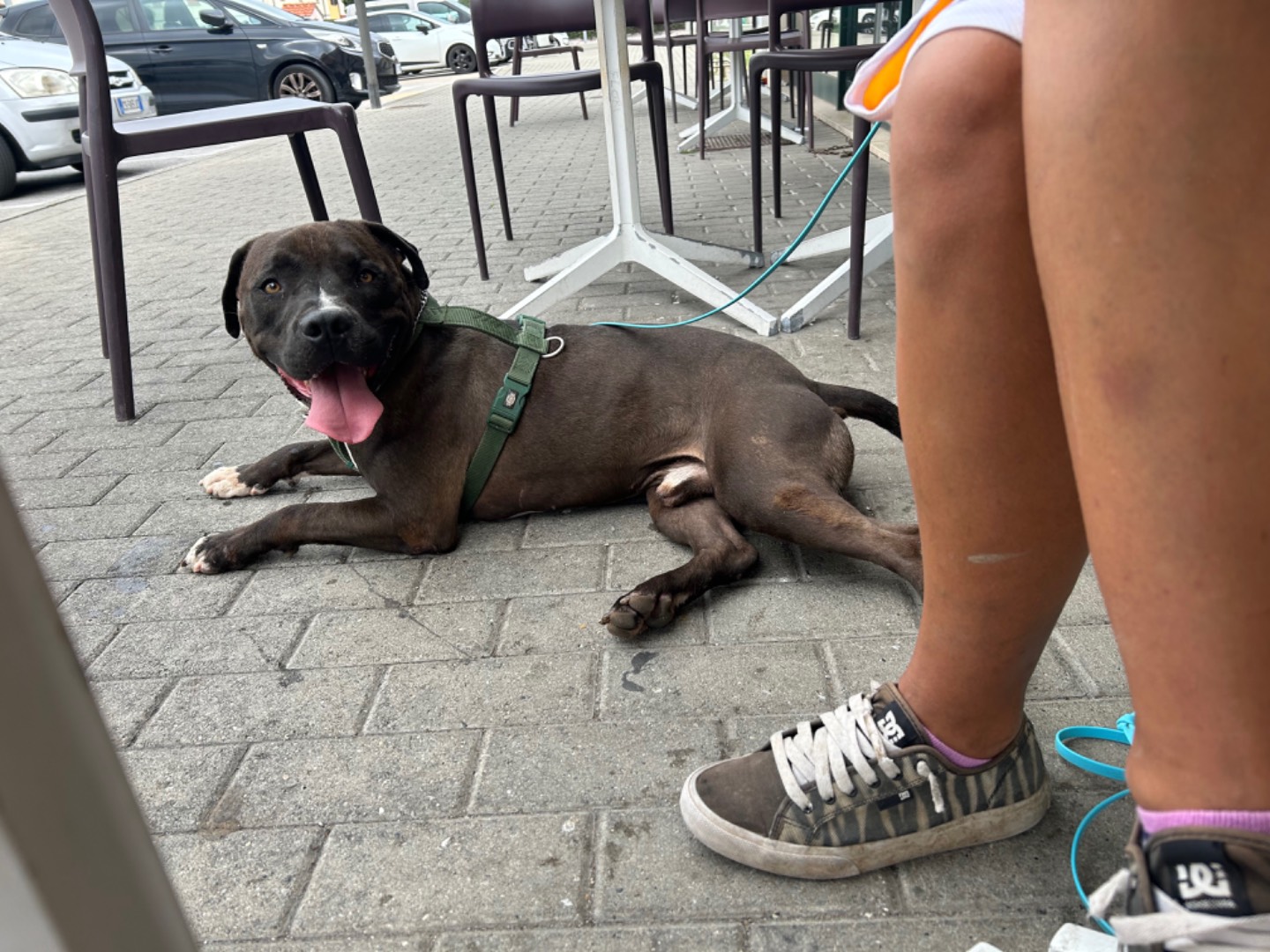 Vuoi adottare un cane a Pisa?