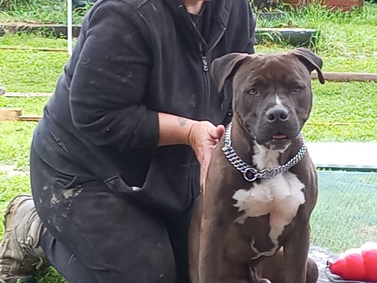 Adotta il cane Pepe a Pisa