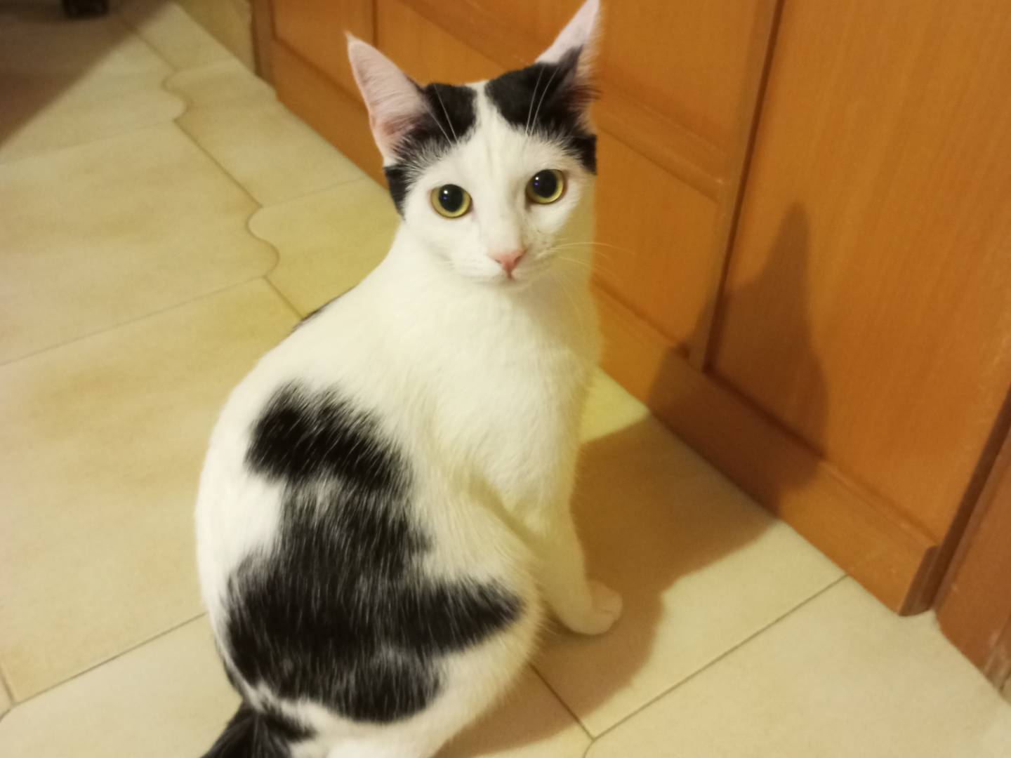 Adozione gatto, femmina, meticcio, 2 anni e 6 mesi, taglia non valida, Agrigento