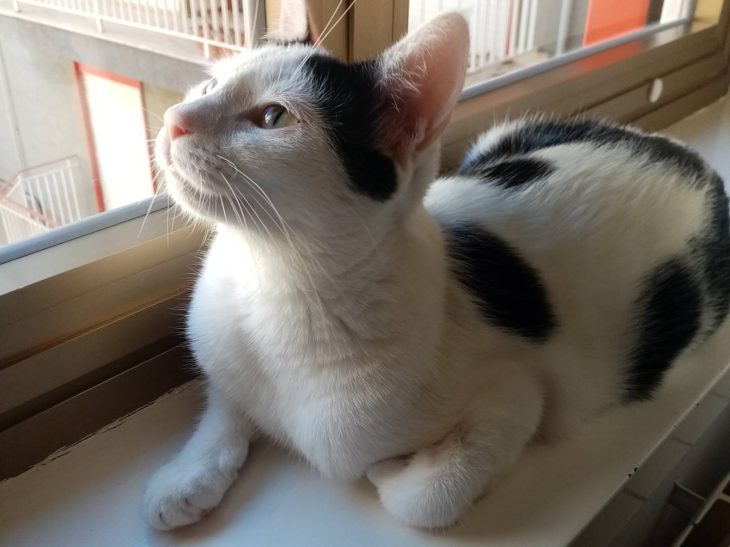 Adotta un gatto, femmina, 2 anni e 6 mesi, Agrigento