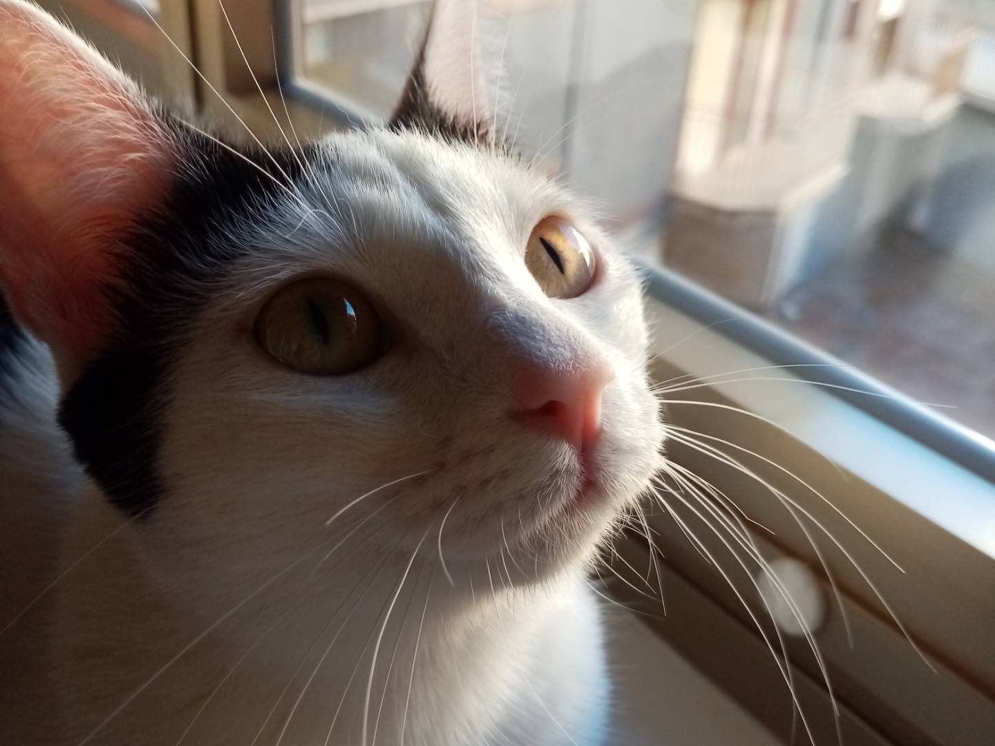 Adotta un gatto, taglia non valida, femmina, Agrigento