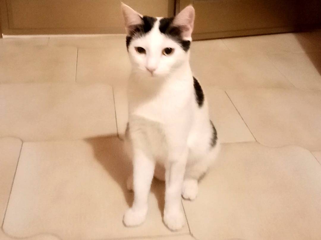 Vuoi adottare un gatto a Agrigento?
