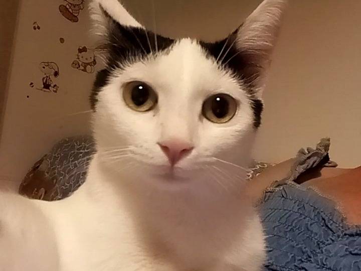 Adotta il gatto Birba a Agrigento
