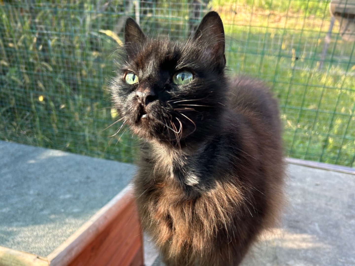 Adotta un gatto, femmina, 12 anni , Pisa