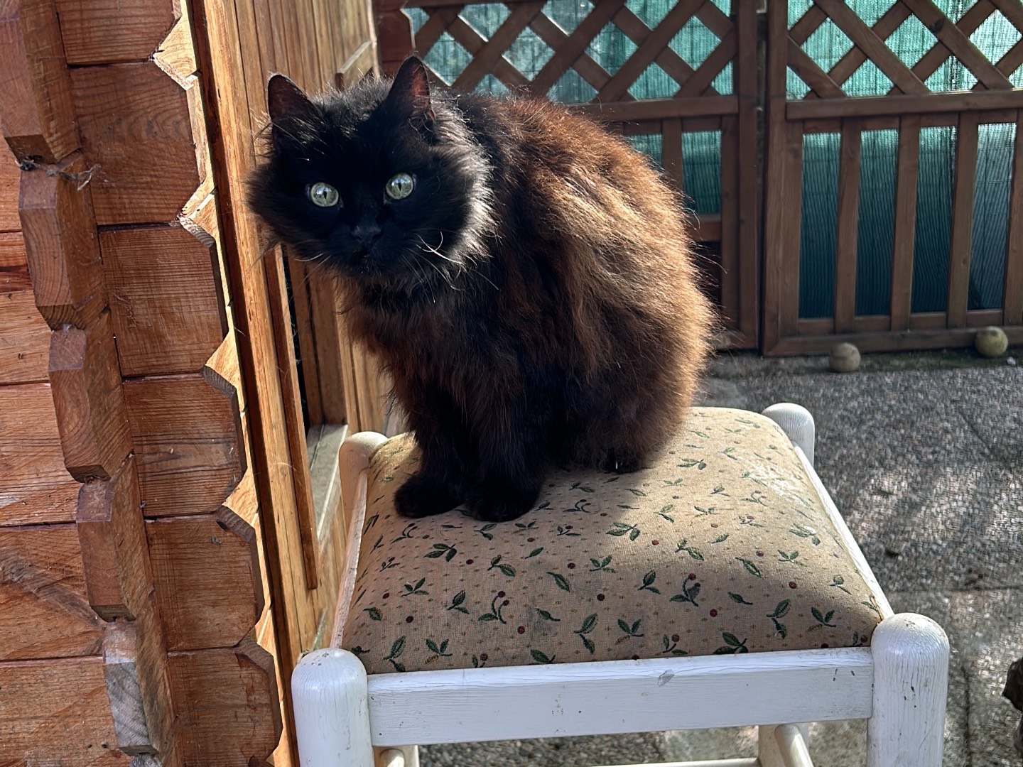Adotta un gatto, taglia non valida, femmina, Pisa