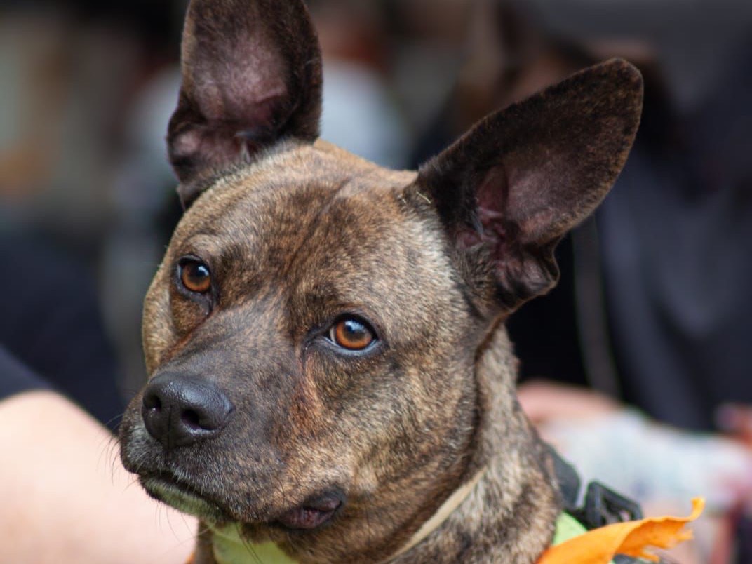 Foto dell'animale