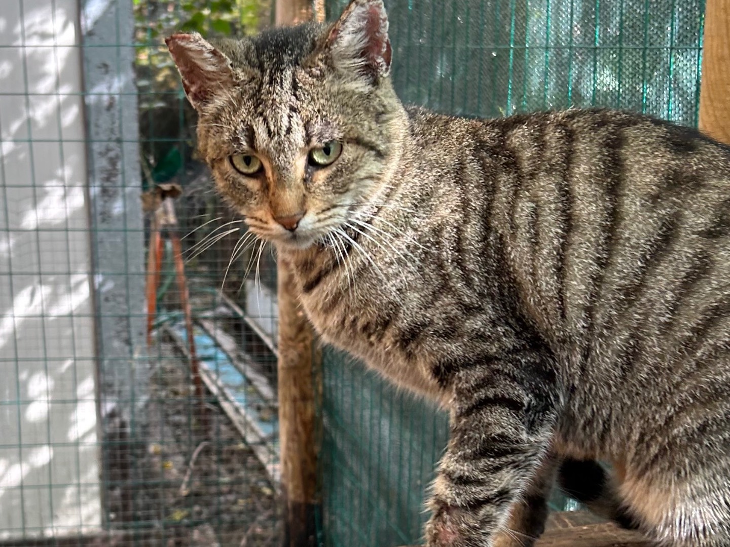 Adotta un gatto, femmina, 5 anni , Pisa