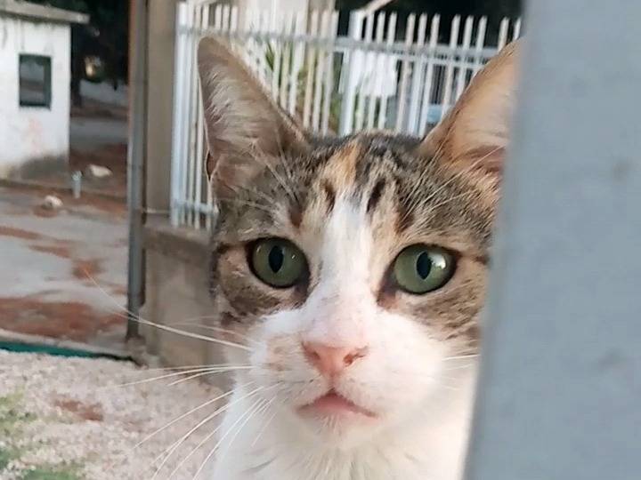 Adotta un gatto, femmina, 8 anni e 3 mesi, Agrigento