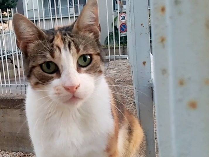 Adotta un gatto, taglia non valida, femmina, Agrigento