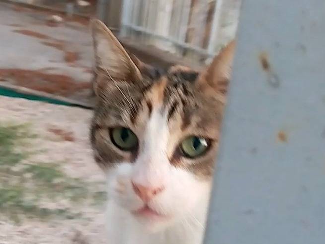 Vuoi adottare un gatto a Agrigento?