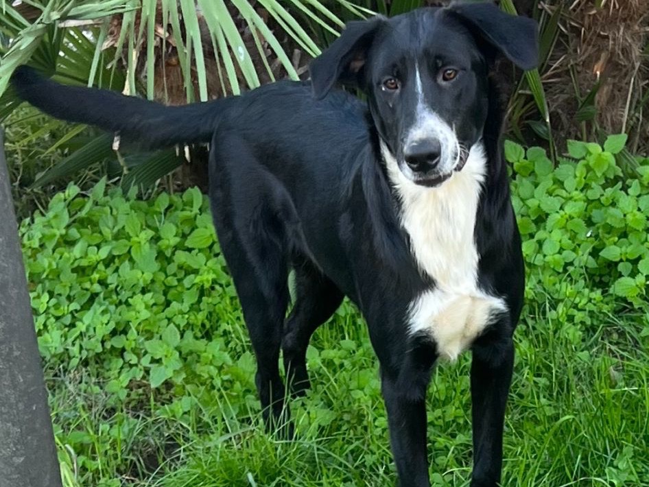 Adotta un cane, maschio, 2 anni  e 2 mesi , Caserta