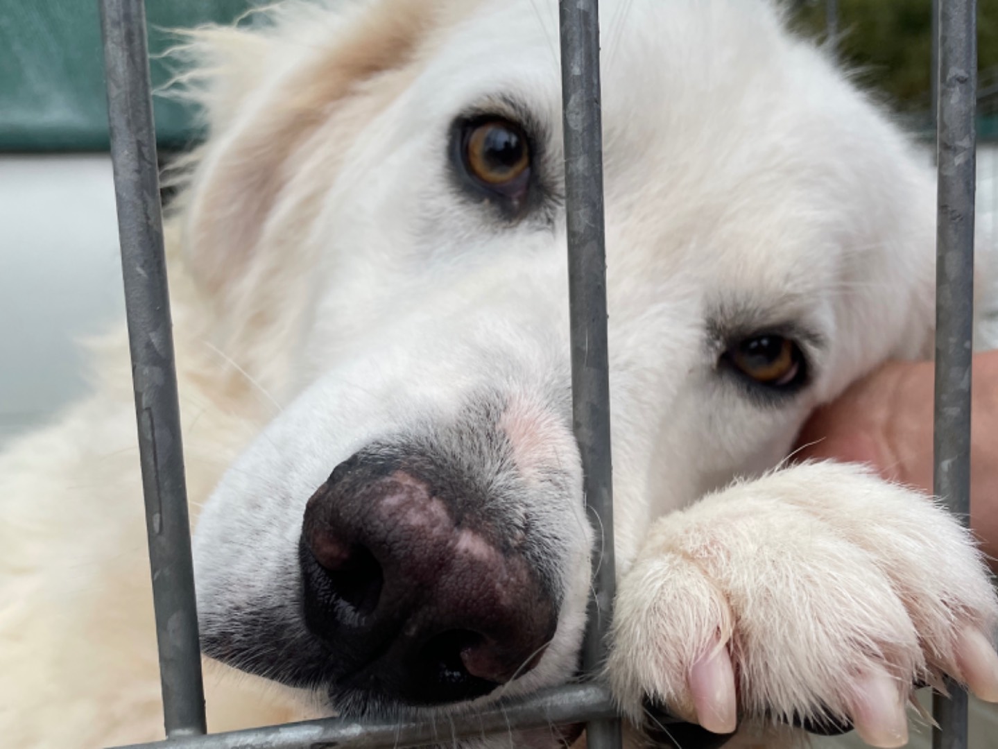 Foto dell'animale