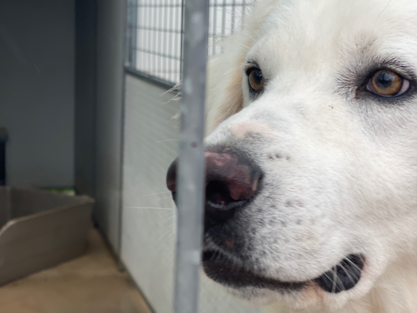 Adotta un cane, maschio, 2 anni  e 7 mesi , Salerno