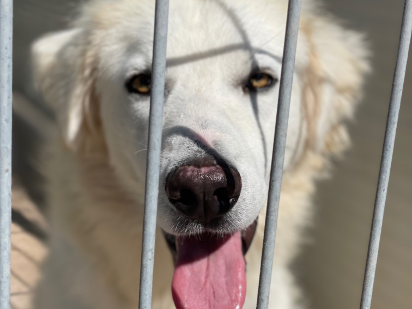Adotta un cane, taglia grande, maschio, Salerno