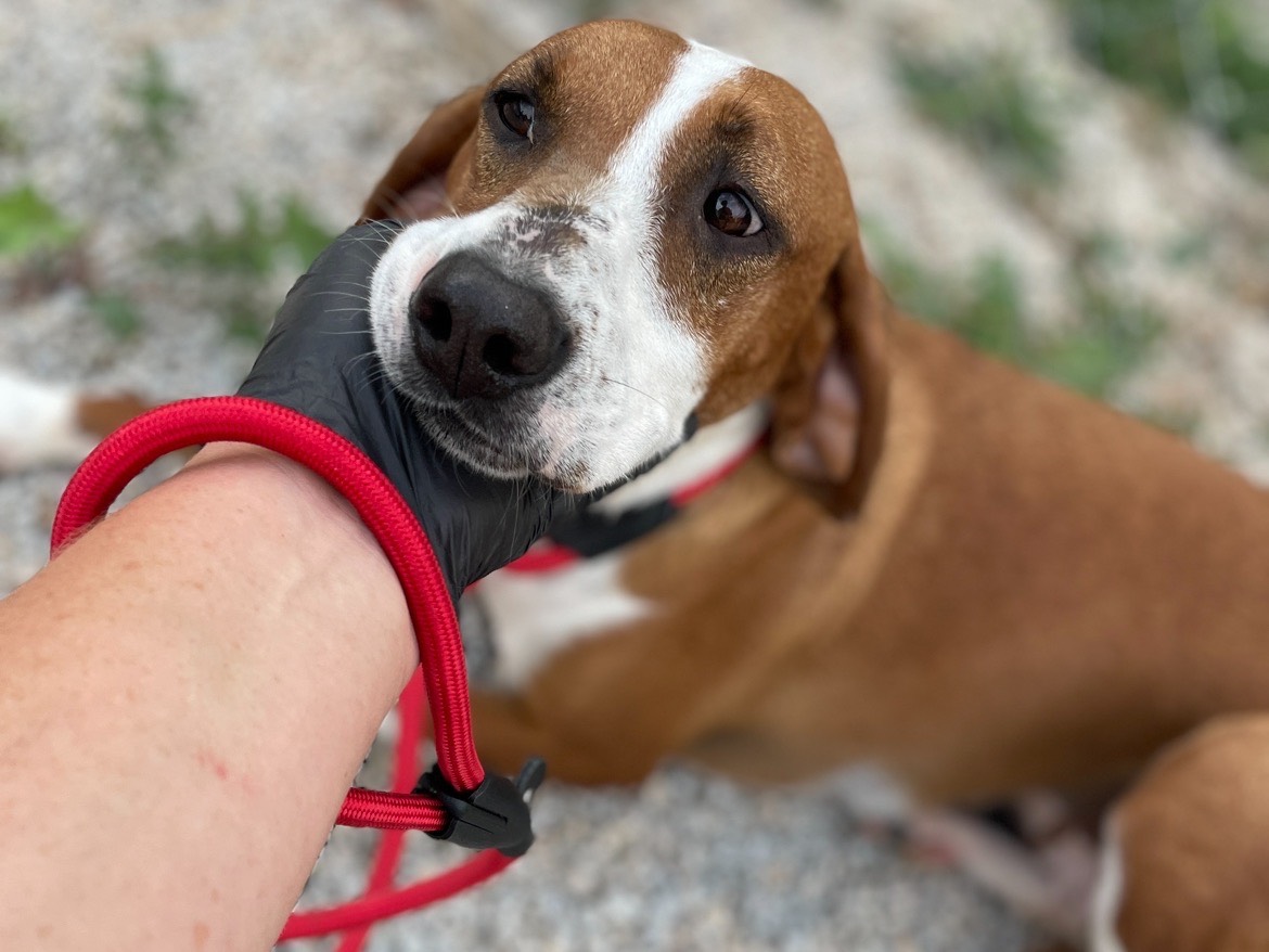Adotta un cane, femmina, 5 anni  e 4 mesi , Salerno
