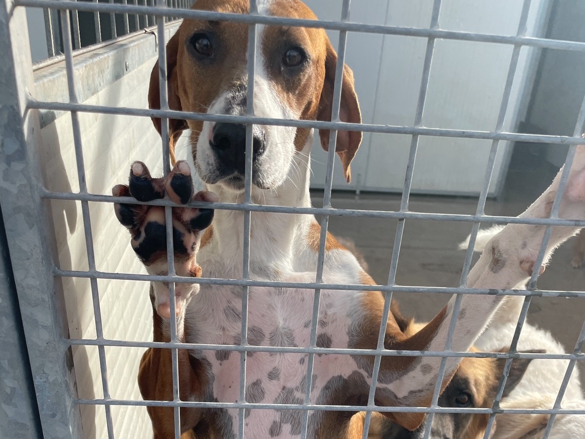 Adotta un cane, taglia media, femmina, Salerno