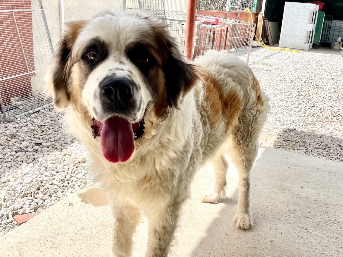 Vuoi adottare un cane a Genova?