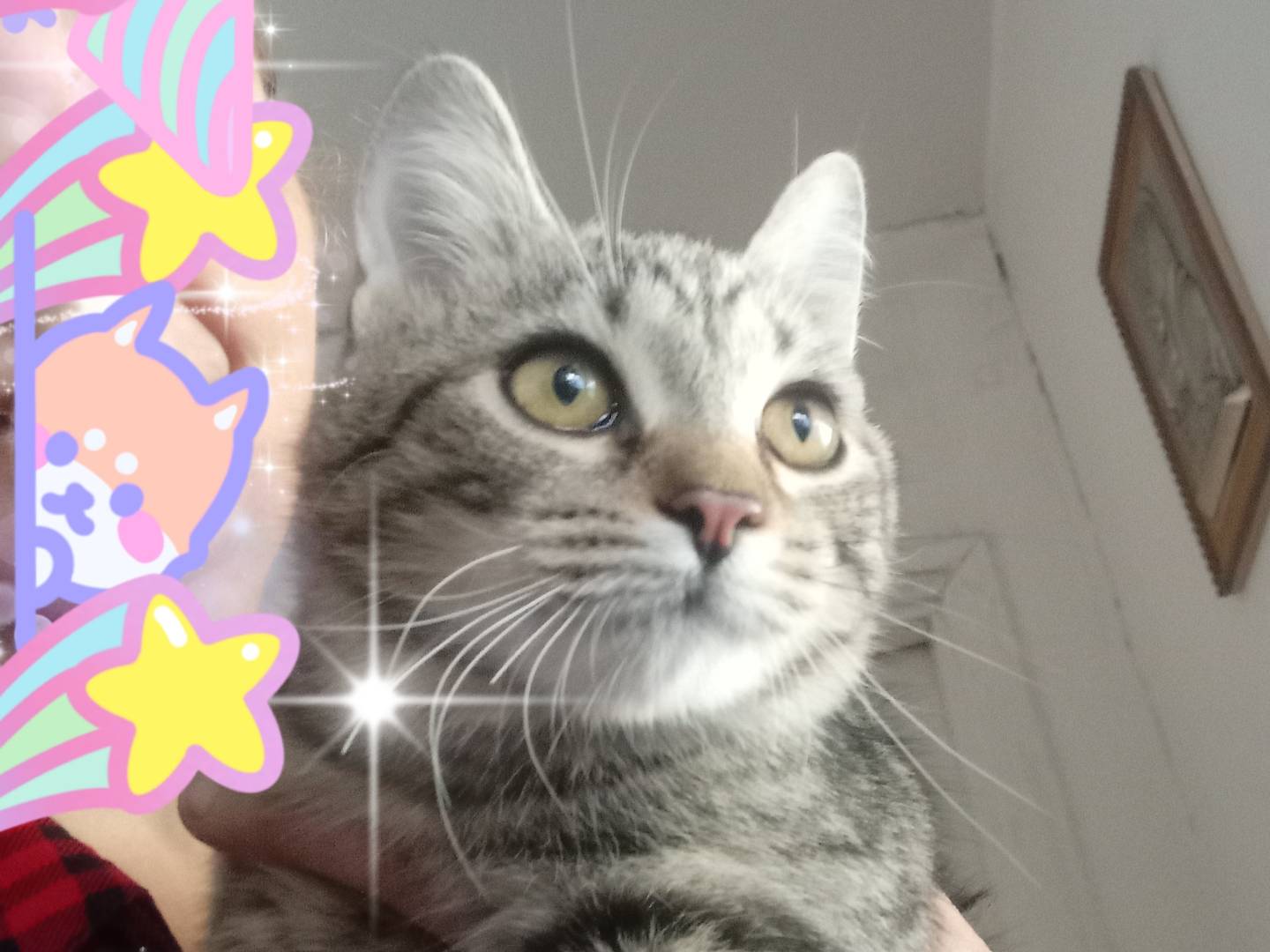 Adotta un gatto, femmina, 1 anno e 10 mesi , Crotone