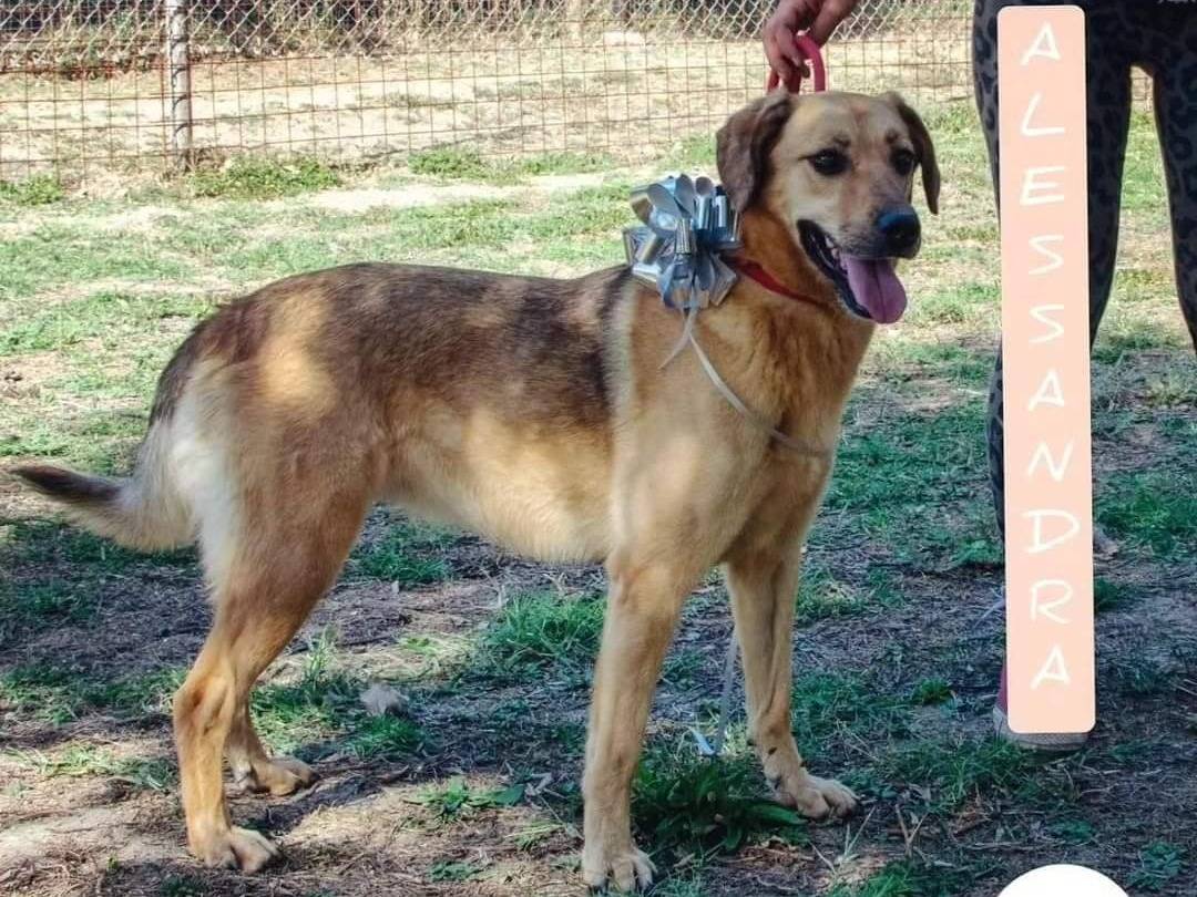 Adotta un cane, femmina, 7 anni  e 10 mesi , Viterbo