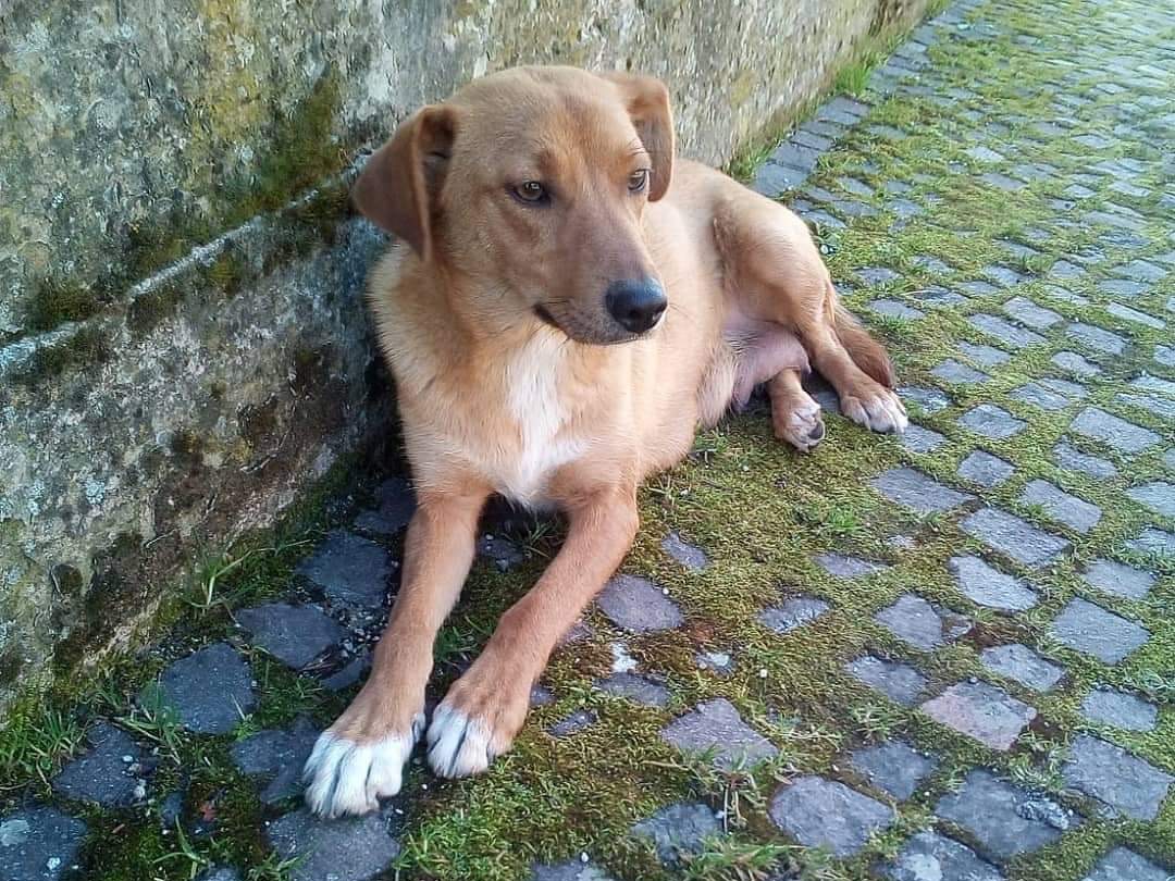 Foto dell'animale