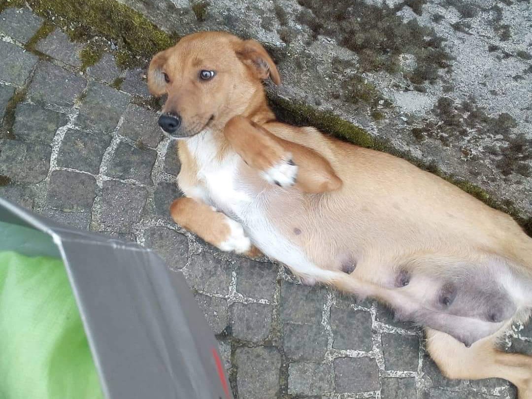 Adotta un cane, femmina, 5 anni  e 3 mesi , Salerno